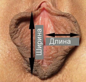 Как измерить длину и ширину половой губы