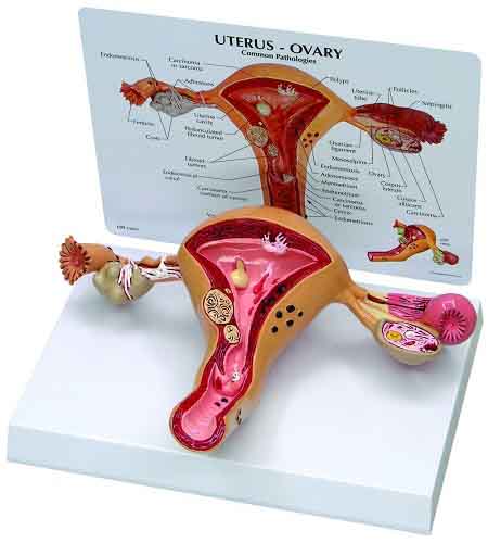 Анатомия внутренних половых органов женщины