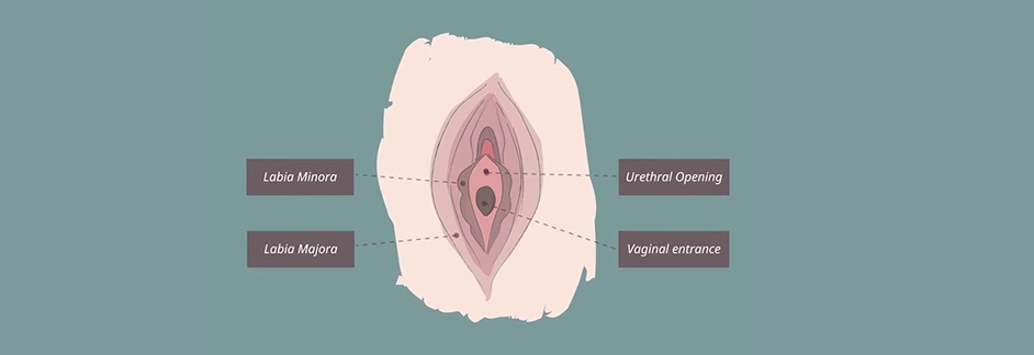 Labia minora anatomy