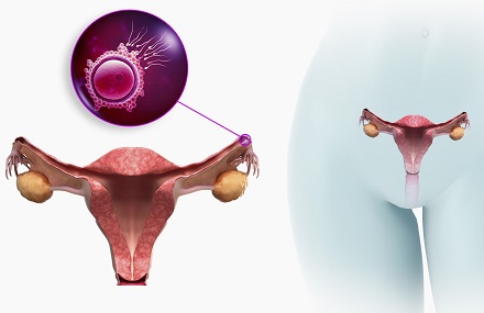 Внутренняя анатомия матки